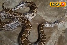 দেখেই আত্মারাম খাঁচাছাড়া! ঘাপটি মেরে বসেছিল বিশাল অজগর, তারপর যা হল...