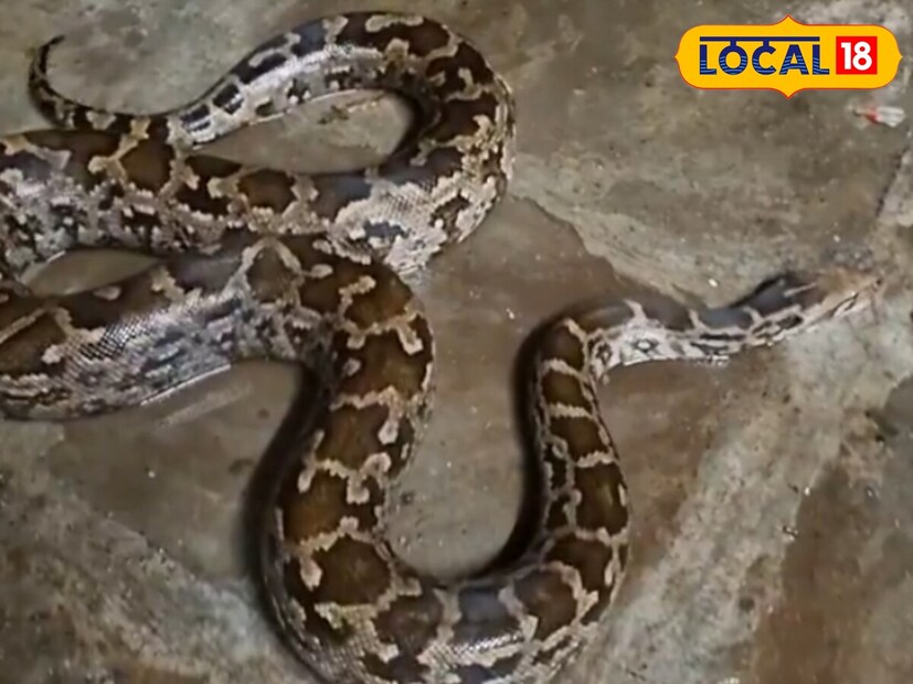 রসুন ও পেঁয়াজ থেঁতো করে বাড়ির ফাঁকফোকরে, জানালার পাশে বা যেখানে স্যাঁতসেঁতে ভাব বেশি, সেখানে ছড়িয়ে দিন। এই দুই উপাদানে থাকা গন্ধযুক্ত যৌগ সাপ সহ্য করতে পারে না।