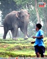 Elephants Attack : হুড়মুড়িয়ে ঢুকে পড়ল হাতির দল! তারপর