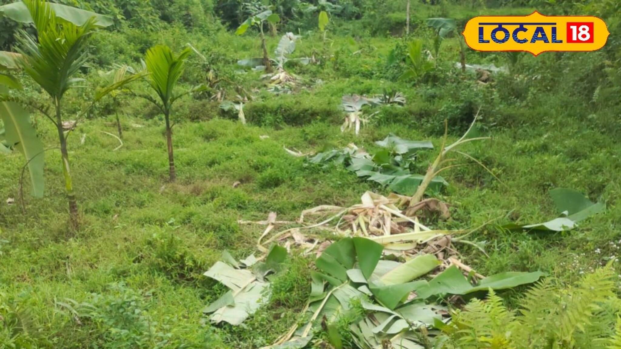ফলভরা বাগান একরাতে ধ্বংসস্তূপ! কার হানায় এমন অবস্থা?
