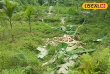 ফলভরা বাগান একরাতে ধ্বংসস্তূপ! কার হানায় এমন অবস্থা?