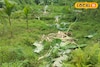ফলভরা বাগান একরাতে ধ্বংসস্তূপ! কার হানায় এমন অবস্থা?