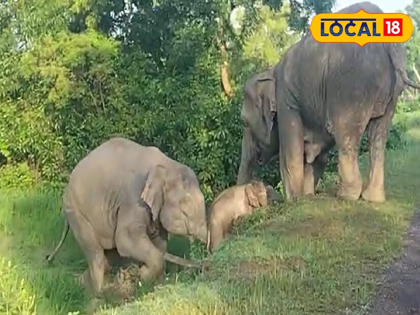 অবশেষে মা হাতির সহায়তায় উঠতে সক্ষম হয় এবং পুরো দলটি হাঁড়িভাঙ্গার জঙ্গলে প্রবেশ করে। হাতির দলটি চাষের জমির ওপর দিয়ে আসার ফলে একাধিক কৃষকের ধানচাষ ক্ষতিগ্রস্ত হয়েছে।