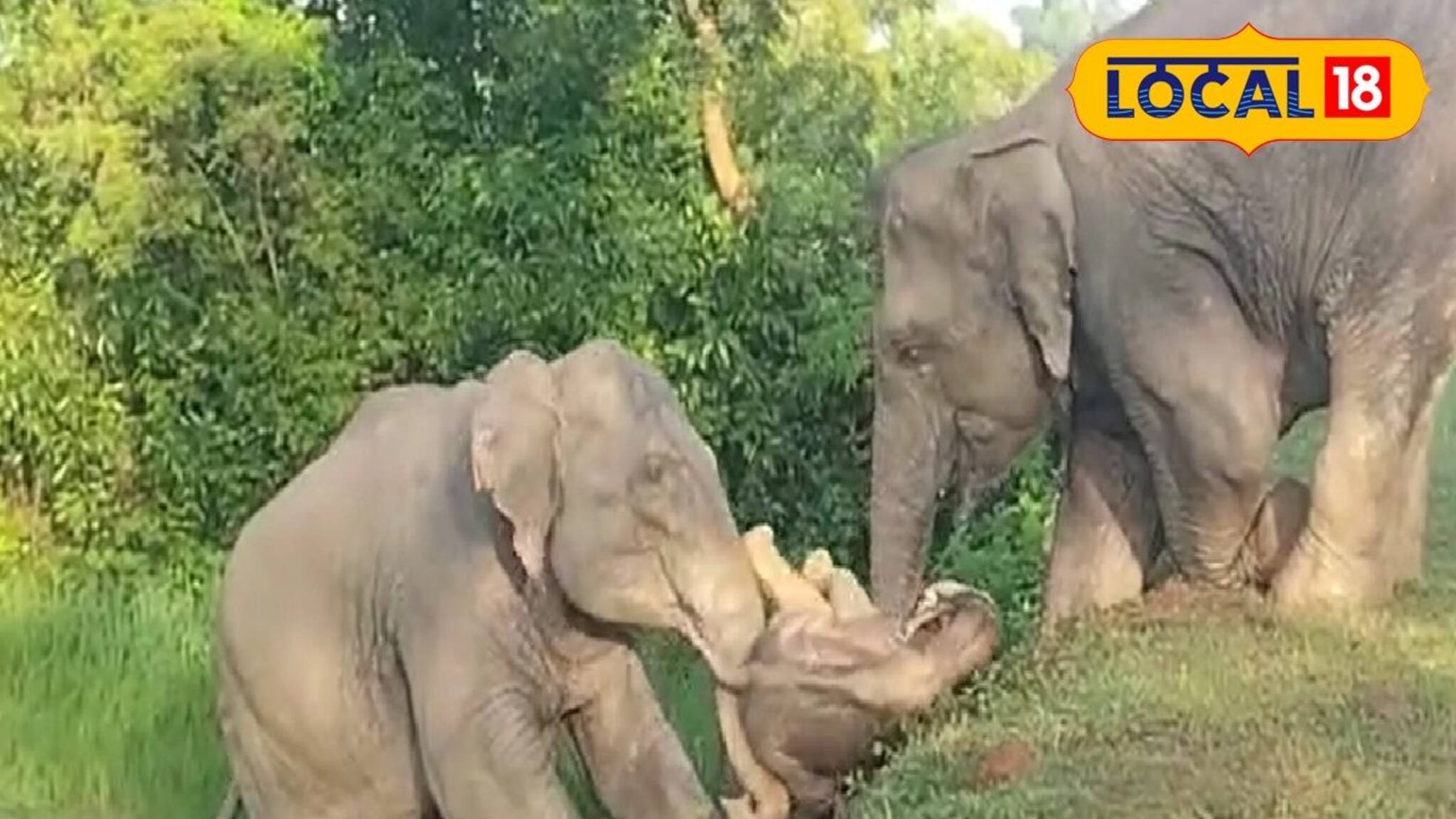 ‘মায়ের ভালবাসা’, হৃদয় ছুঁয়ে গেল সেই দৃশ্য! সন্তান পড়ে যেতেই শুঁড় দিয়ে টেনে তুলল মা হাতি, তাকিয়ে দেখলেন সবাই