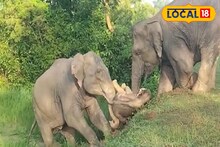 রাস্তার ধারে কিউট মুহূর্ত! পড়ে গেল শাবক, শুঁড় দিয়ে টেনে তুলল মা! দেখুন...