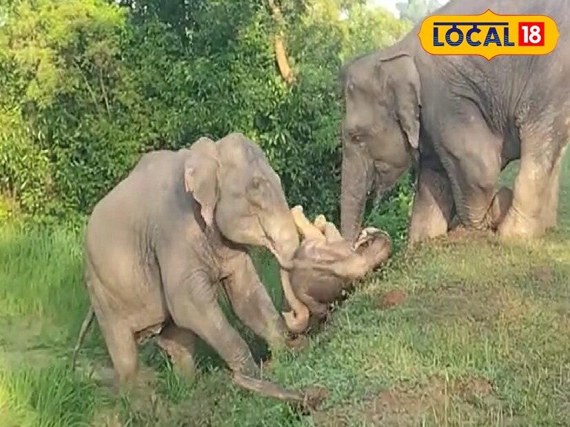 দলে বড় হাতির পাশাপাশি একাধিক হস্তিশাবকও ছিল। স্থানীয় সূত্রে জানা গিয়েছে, এদিন সকালে হাতির দলটি সাঁকরাইল ব্লকের হাঁড়িভাঙ্গা এলাকায় ধানচাষের জমি পা মাড়িয়ে লন্ডভন্ড করা পর পিচ রাস্তা পার হতে গিয়ে সমস্যায় পড়ে।