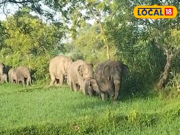 রাস্তার ধারে কিউট মুহূর্ত! পড়ে গেল শাবক, শুঁড় দিয়ে টেনে তুলল মা! দেখুন...