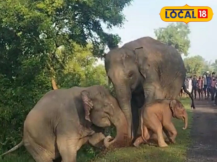 রাস্তা পার হওয়ার সময় এক হস্তিশাবক রাস্তার উঁচুতে উঠতে না পেরে পড়ে গিয়ে ডিগবাজি খায়। তখন মা হাতি শুঁড় দিয়ে ঠেলে ও টেনে শাবকটিকে উঠিয়ে আনে। পরে আবার রাস্তা নামার সময়ও শাবকটি পড়ে যায়।