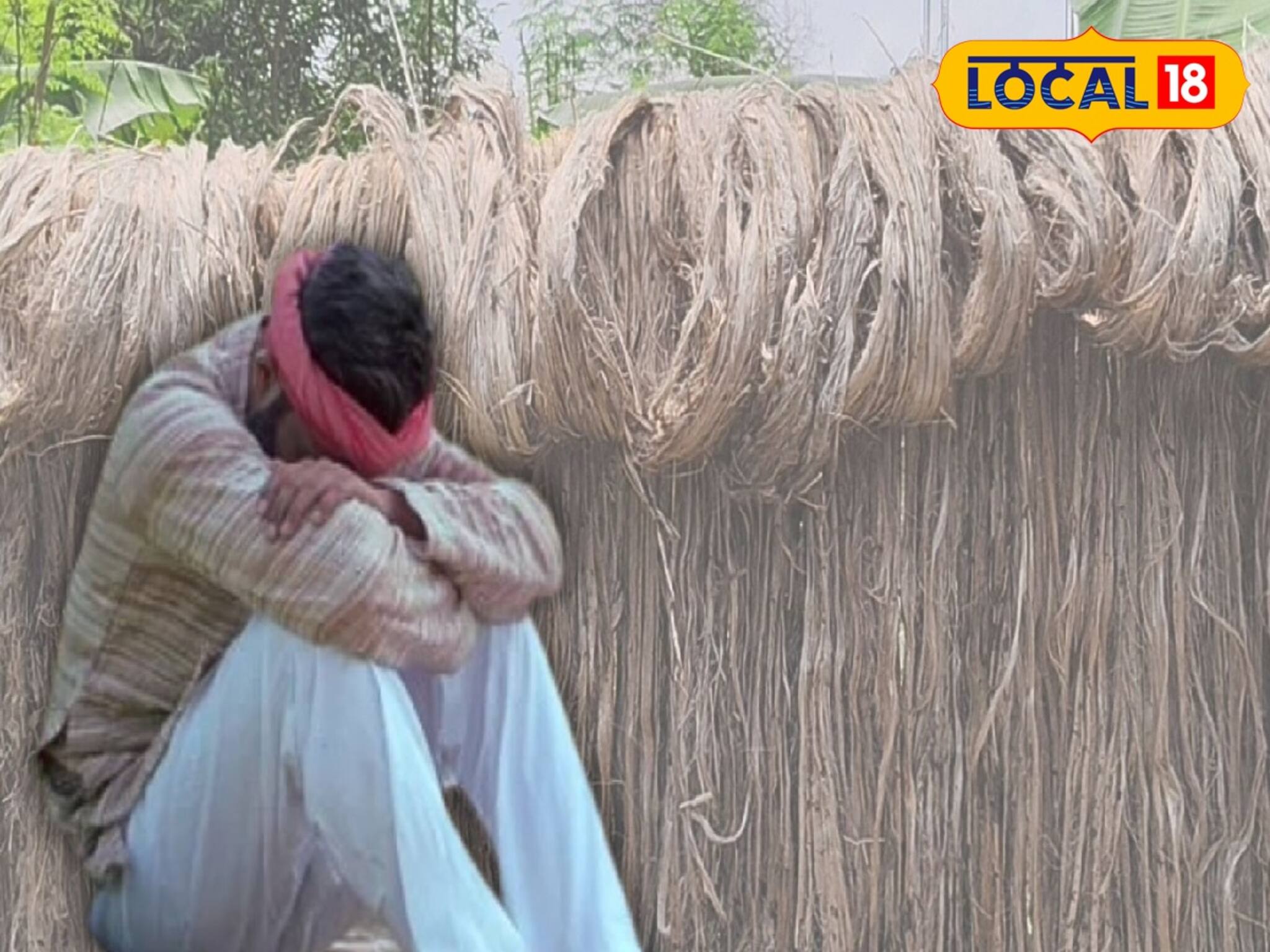 ৪ হাজার টাকার পাট বেড়ে হয়েছে ৭ হাজার! তবুও মুখে হাসি নেই চাষিদের! জানুন আসল ভিলেন কে...