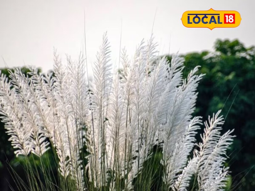 কারণটা সাদা রঙ! শোলার সঙ্গে যুগলবন্দি একেবারে জুতসই। আবার, ঢাকিরাও নিজেদের সাধের বাদ্যযন্ত্রটি সাজিয়ে তুলতেন লম্বা লম্বা কাশের গোছায়। সব মিলিয়ে, কাশ সরাসরি জুড়ে গিয়েছিল শারদীয়া উৎসবের সঙ্গে, সেই জন্যই কাশফুল দেখলেই দুর্গাপুজোর কথা মনে পড়ে ঐতিহ্যের পথ বেয়ে। খটকা শুধু একটাই- এ হেন কাশের কথা বীরেন্দ্রকৃষ্ণ ভদ্র ভাষ্যপাঠে কেন ঠাঁই পেল না?