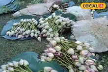 পুজোর আগে ধপাস করে পড়ল পদ্মের দাম, জানুন কত?আহ্লাদে আটখানা পুজো উদ্যোক্তারা,চিন্তায় চাষিরা
