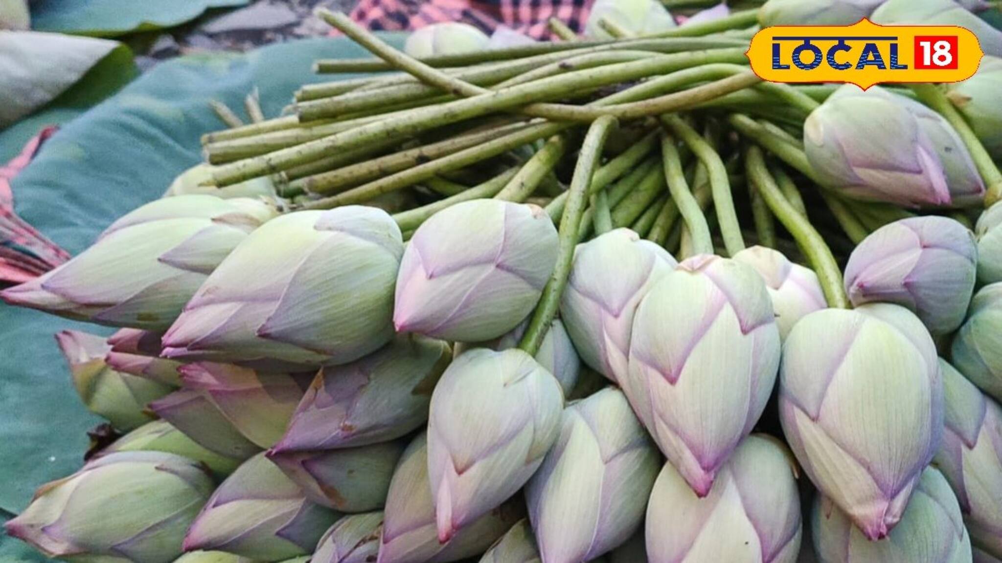 সোনায় সোহাগা! দেবীর কৃপায় 'এই' ফুলে 'টাকার বৃষ্টি' চাষিদের ঘরে! বিক্রি জানলে মাথা ঘুরবে