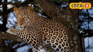 প্রতিকী ছবি।