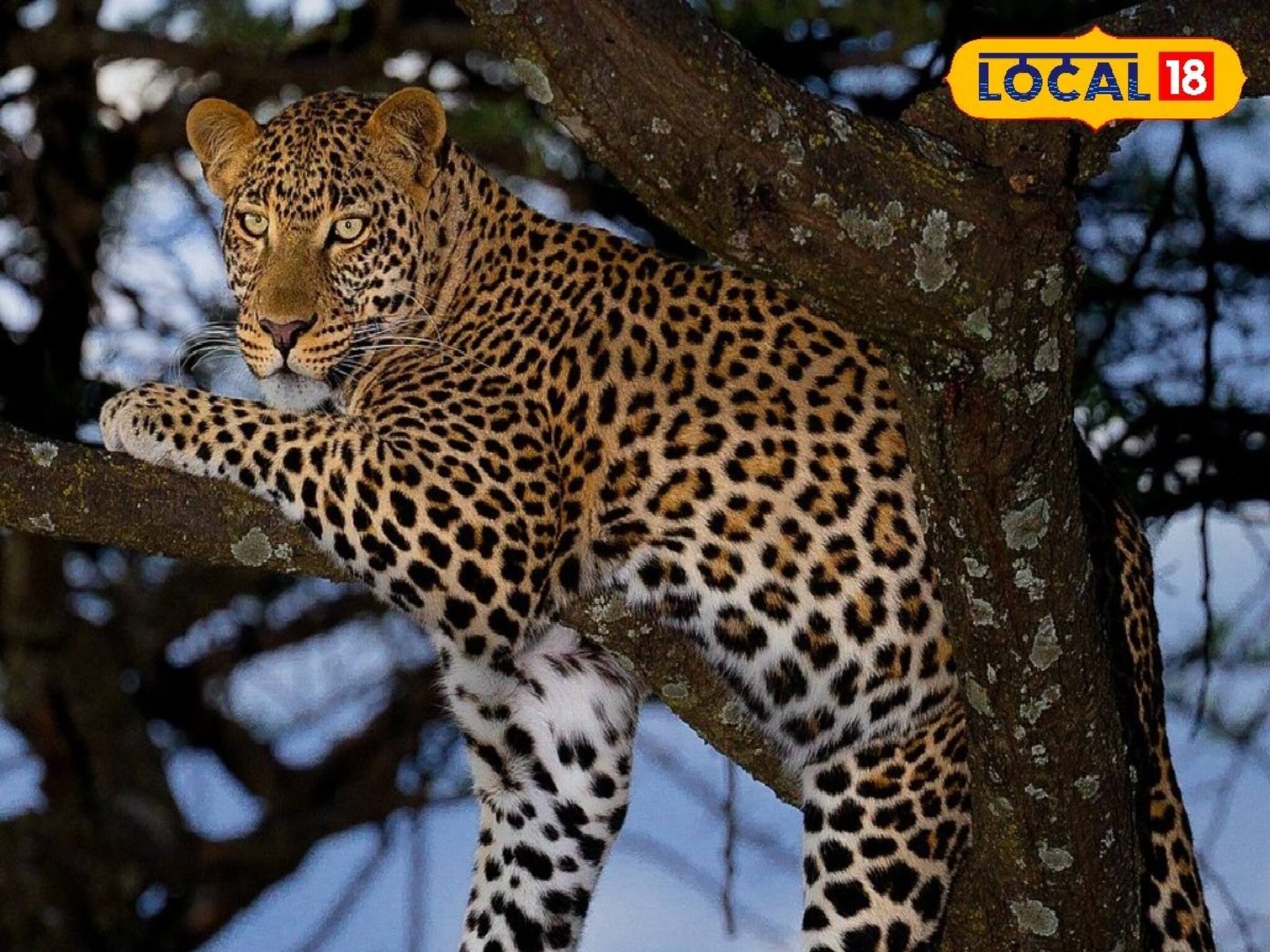 চিতার সামনে কোন আচরণ প্রাণঘাতী, শ্রমিকদের বুঝিয়ে দিল বন দফতর