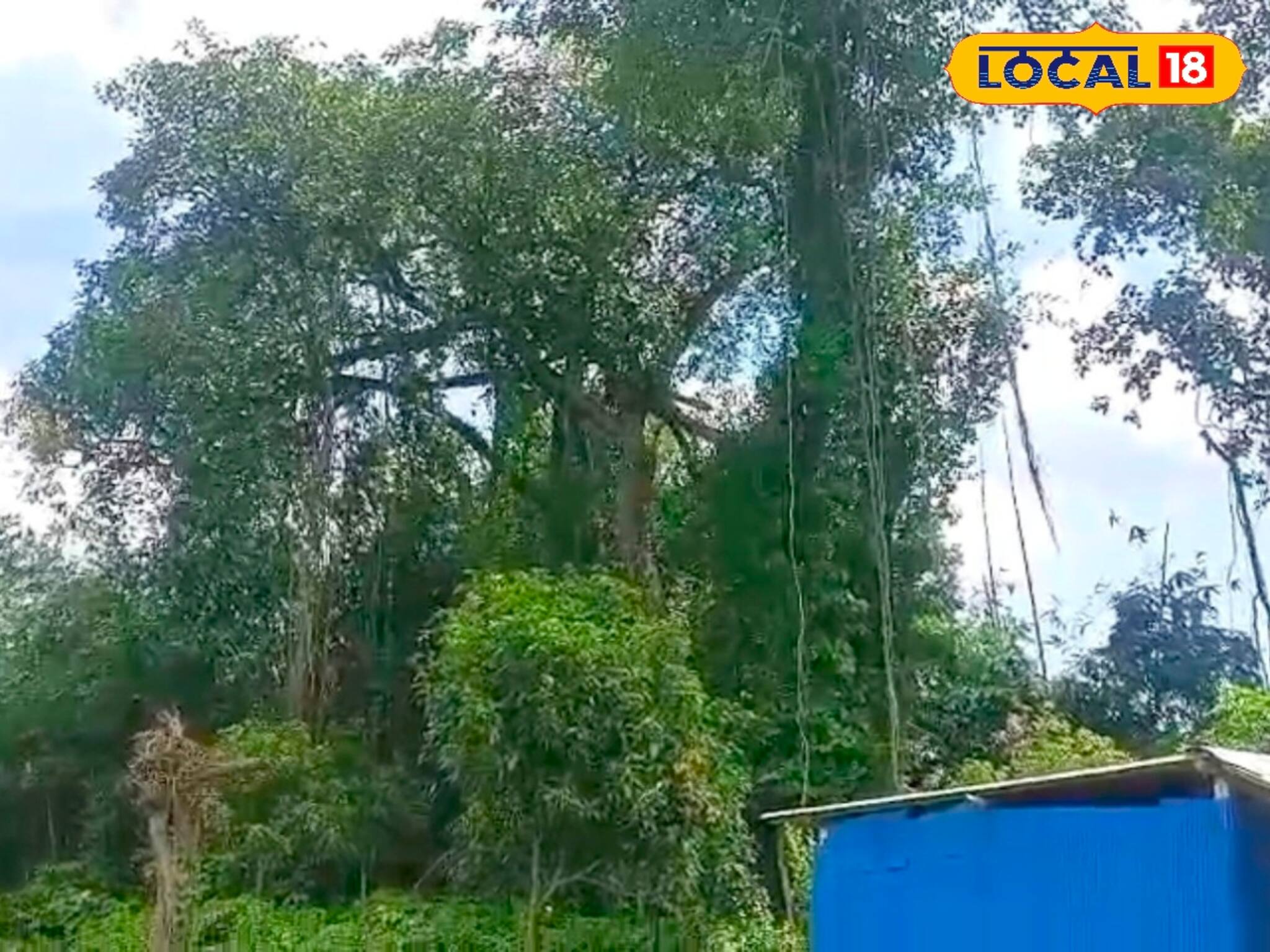 প্রাচীন বটগাছের নিচে ৬ দশকের পুরনো 'মানিকের' স্মৃতি! এবার মালদহে নয়া পর্যটন কেন্দ্র!