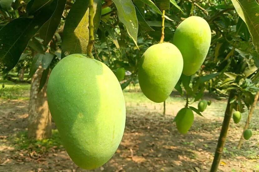 আম গাছের বাগান দেখা: স্বপ্নে আমের বাগান দেখা অত্যন্ত শুভ। এর মানে হল আপনার জীবন থেকে দুঃখ দূর হয়ে যাবে। সহজভাবে বললে, আপনি শীঘ্রই সমস্ত প্রকার দুঃখ থেকে মুক্তি পাবেন। সঙ্গে সঙ্গে অনেক সুযোগে অর্থ লাভের সম্ভাবনা তৈরি হবে। 