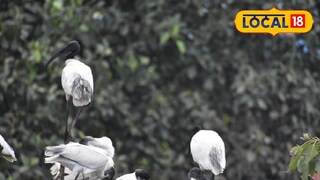 কালো মাথা কাস্তেচরা