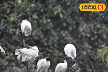 কাস্তেচরার বাসা ফাঁকা! পরিবেশবিদদের চিন্তা বাড়ছে