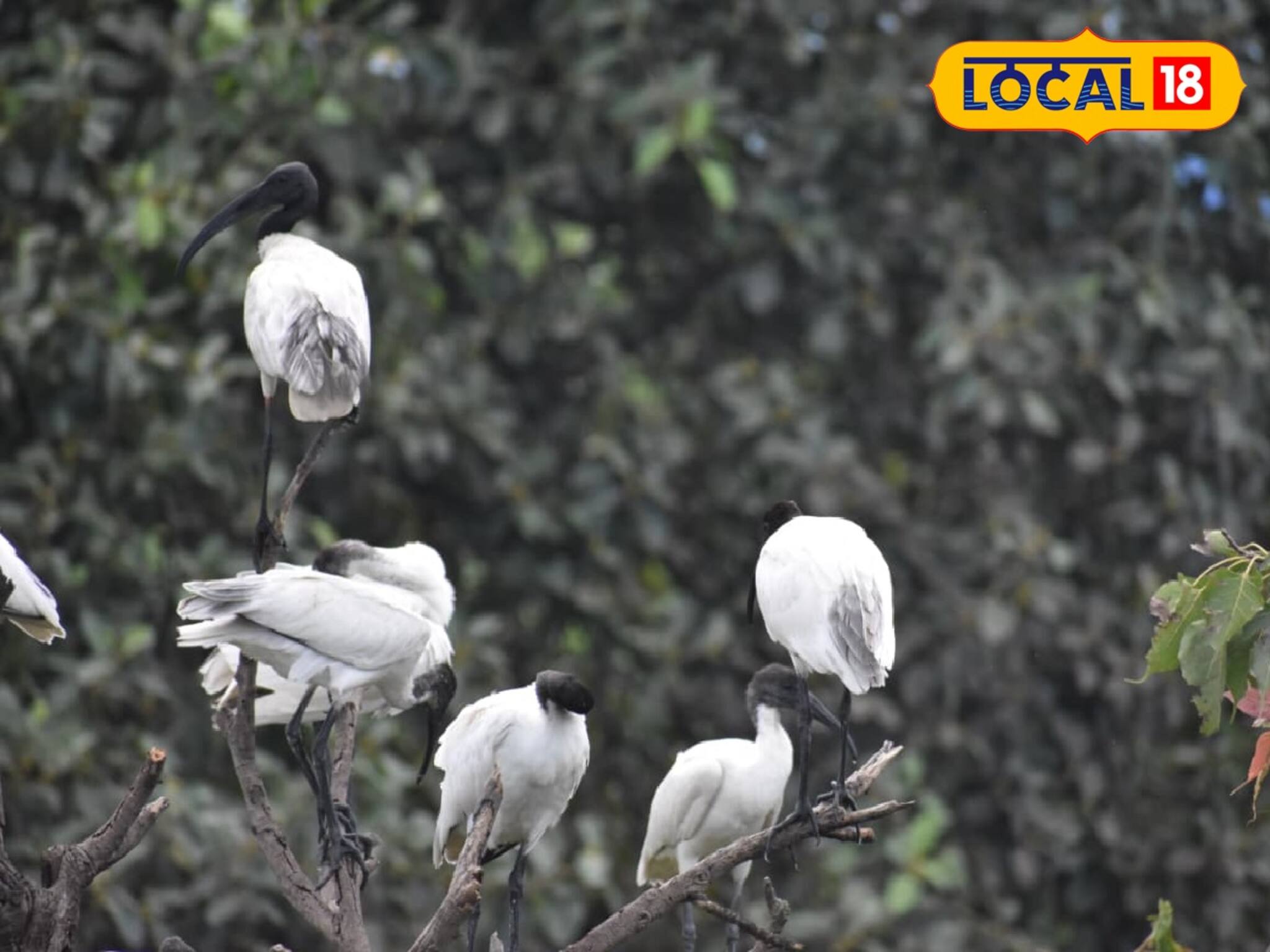 কাস্তেচরার বাসা ফাঁকা! পরিবেশবিদদের চিন্তা বাড়ছে