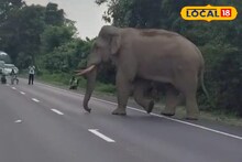 Wild Elephant : সামনে হঠাৎ ‘বুড়ো দাঁতাল’! জাতীয় সড়কে জমল ভিড়, ছবি তুলতে হুড়োহুড়ি পথচারী-চালকদের