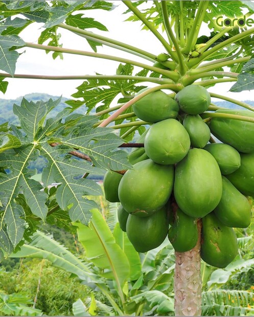 বাস্তু শাস্ত্র অনুযায়ী, কখনও বাড়ির আঙ্গিনায় পেপে গাছ লাগানো উচিত নয়। কারণ এটি অশুভ বলে মনে করা হয়। 