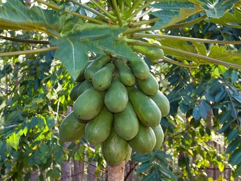 Vastu Tips for Papaya Tree: বাড়ির কোন দিকটায় কী থাকা উচিত এবং বাড়ির জিনিসপত্র কোথায় রাখা উচিত, এবং এগুলোর ব্যবহার কেমন হওয়া উচিত, এমন অনেক তথ্য বাস্তু শাস্ত্রে পাওয়া যায়। এমনকি এতে বাড়ির গাছপালাগুলির সম্পর্কেও বিস্তারিত তথ্য রয়েছে। অনেক গাছপালার বাড়িতে লাগানো নিষিদ্ধ, আবার কিছু গাছের বাড়ির আশেপাশে না থাকার পরামর্শ দেওয়া হয়েছে। জেনে নেওয়া যাক, পেঁপে গাছ সম্পর্কে বাস্তুশাস্ত্রে কী বলা হয়েছে। 