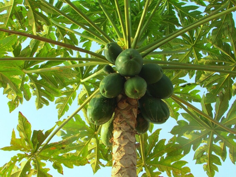 প্রচলিত বিশ্বাস অনুযায়ী, যদি পেপে গাছ আঙ্গিনায় থাকে, তবে এটি আপনার আর্থিক সমস্যার কারণ হতে পারে। এছাড়াও, আপনার বাড়ি এবং পরিবারে শান্তি-সুখের অভাবও দেখা দিতে পারে। তাই কখনোই পেপে গাছকে আঙ্গিনায় লাগানো উচিত নয়। 