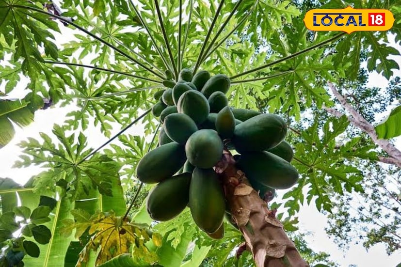 যদি ভুলক্রমে এটি গজিয়ে ওঠে, তবে আপনাকে এটি খুঁড়ে অন্য জায়গায় লাগিয়ে দিতে হবে। তবে যদি এটি গজিয়ে গিয়ে ফল দেওয়া বন্ধ করে দেয়, তবে এর খারাপ প্রভাব থেকে বাঁচতে, পেঁপে গাছের ডাঁটে হিং (অশ্বগন্ধা) মাখিয়ে দেওয়া উচিত। 