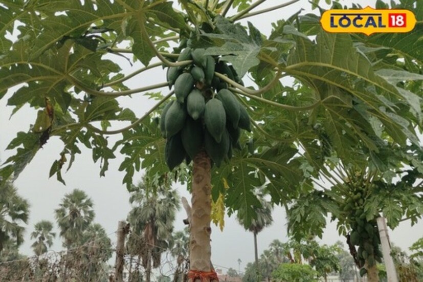 বাস্তু শাস্ত্রে পেঁপে গাছকে আর্থিক ক্ষতি এবং শান্তি ভঙ্গকারী গাছ হিসেবে বর্ণনা করা হয়েছে, যদি এটি আপনার বাড়ির আঙ্গিনায় থাকে। 