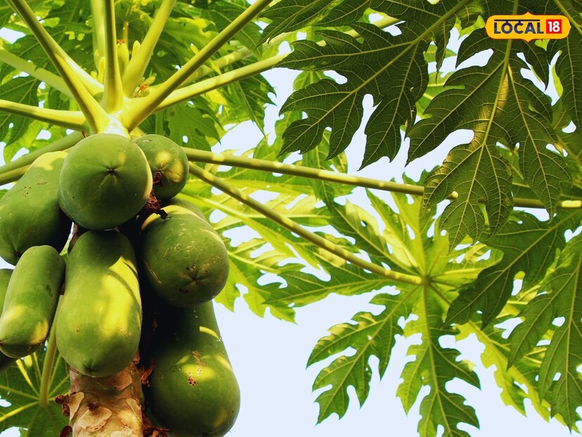 জ্যোতিষ শাস্ত্র অনুযায়ী, পেঁপে গাছে পিতৃপুরুষদের বাস থাকতে পারে। এটি কারণেই এই গাছটি বাড়িতে লাগানোর নিষেধাজ্ঞা দেওয়া হয়েছে। 