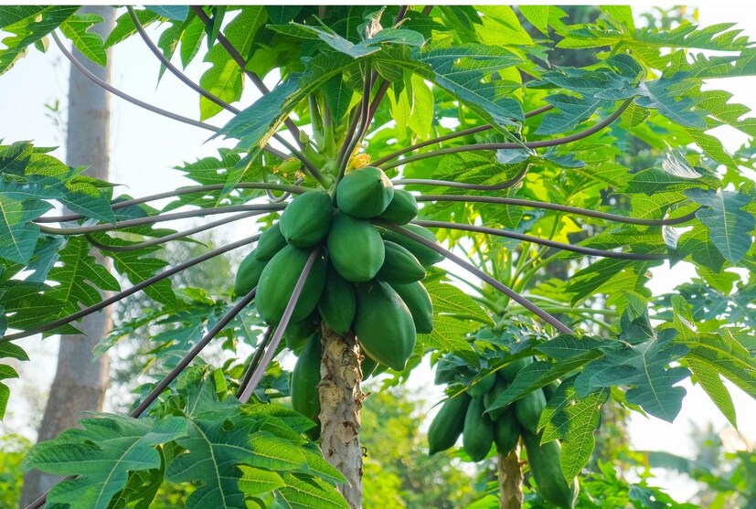 ডিসক্লেইমার - উপরের বিষয়গুলি মানতেই হবে এমন কোনও বিষয় নেই৷ কোনও সমস্যা হলে বিশেষজ্ঞের পরামর্শ নিন৷ কিছু হলে নিউজ 18 বাংলা কোনওভাবেই দায়ি থাকবে না৷ 
