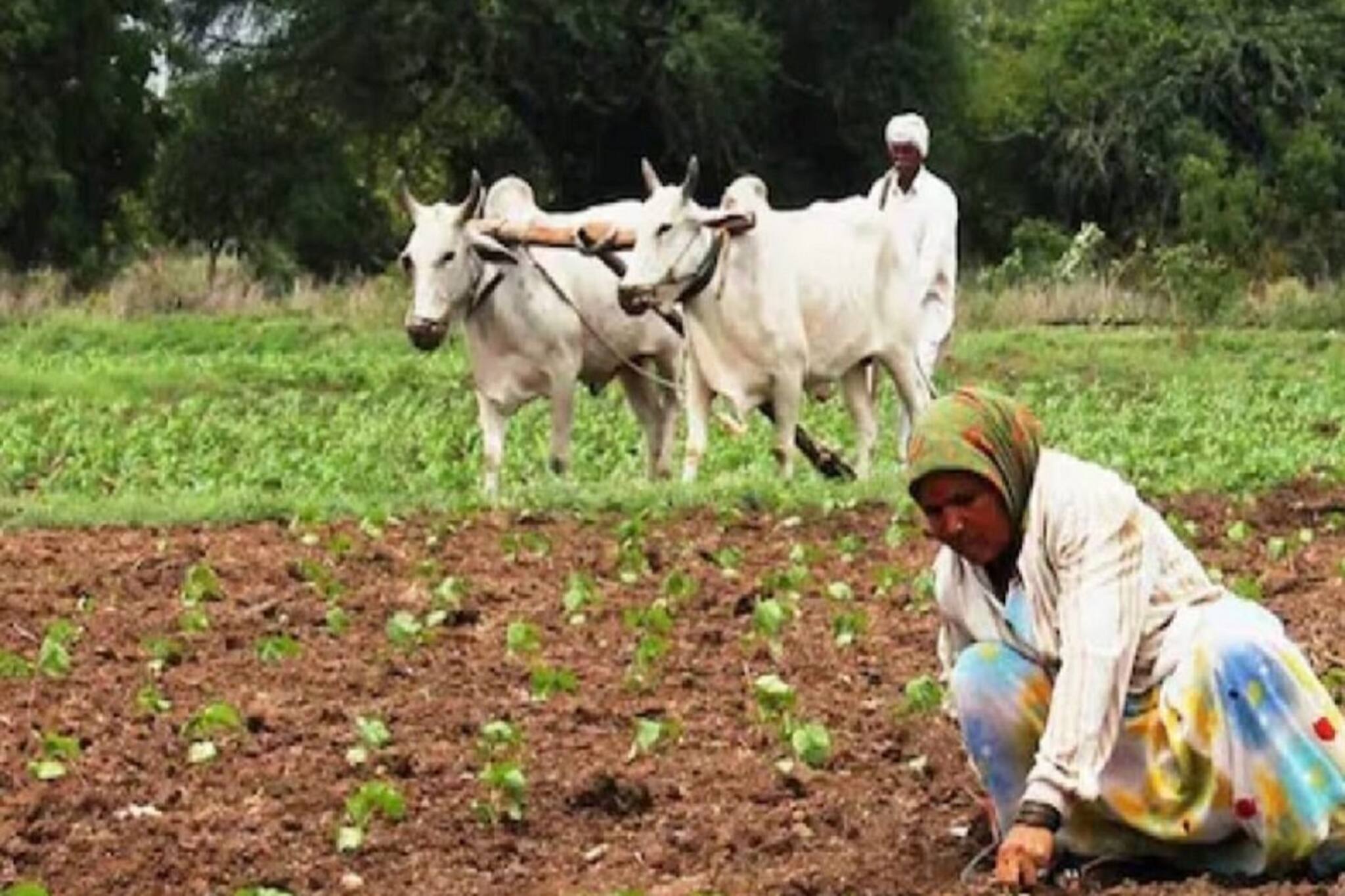 সবজি চাষের আগে এই গুরুত্বপূর্ণ কাজটা করুন, ফলন দ্বিগুণ হবে এবং রোগ থেকে মুক্তি পাবে ফসল
