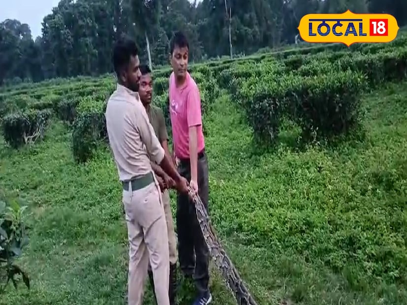 বন দফতর সূত্রে জানা গিয়েছে, বর্তমানে সাপটিকে পর্যবেক্ষণে রাখা হয়েছে। সুস্থ হয়ে উঠলেই তাকে আবার গভীর জঙ্গলে ছেড়ে দেওয়া হবে।