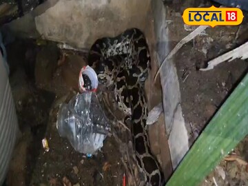 সন্ধে হতেই পঞ্চায়েত প্রধানের বাড়িতে তুলকালাম, ঘাপটি মেরে বসে ৮ ফুটের অজগর! তারপর...