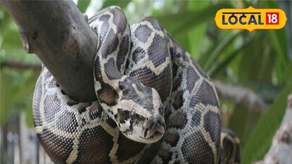 নাগরাকাটা, জলপাইগুড়ি, রকি চৌধূরী: চিতাবাঘের পর এবার অজগরের আতঙ্ক টন্ডু চা বাগানে। নাগরাকাটা ব্লকের টন্ডু চা বাগানের ১৫ নম্বর সেকশন থেকে প্রায় ১২ ফুট লম্বা অজগর সাপ উদ্ধার। নাগরাকাটা, জলপাইগুড়ি, রকি চৌধূরী: চিতাবাঘের পর এবার অজগরের আতঙ্ক টন্ডু চা বাগানে। নাগরাকাটা ব্লকের টন্ডু চা বাগানের ১৫ নম্বর সেকশন থেকে প্রায় ১২ ফুট লম্বা অজগর সাপ উদ্ধার।