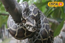 Python: কচুরিপানা সরাতেই বেরিয়ে এল ১২ ফুটের বিশালাকার অজগর, গলায় পেঁচিয়ে দেদার সেলফি যুবকদের, তারপর যা হল...