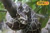 কচুরিপানা সরাতেই বেরিয়ে এল ১২ ফুটের অজগর, গলায় পেঁচিয়ে দেদার সেলফি,তারপর যা হল...