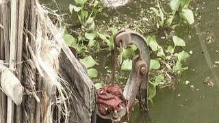 ফাইল ছবি