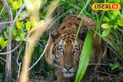 কেন বারবার লোকালয়ে চলে আসে দক্ষিণরায়? রহস্য জানলে আঁতকে উঠবেন