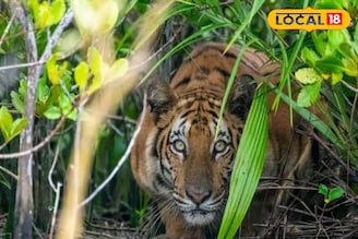 কেন বারবার লোকালয়ে চলে আসে দক্ষিণরায়? রহস্য জানলে আঁতকে উঠবেন