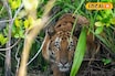 কেন বারবার লোকালয়ে চলে আসে দক্ষিণরায়? রহস্য জানলে আঁতকে উঠবেন