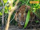 কেন বারবার লোকালয়ে চলে আসে দক্ষিণরায়? রহস্য জানলে আঁতকে উঠবেন