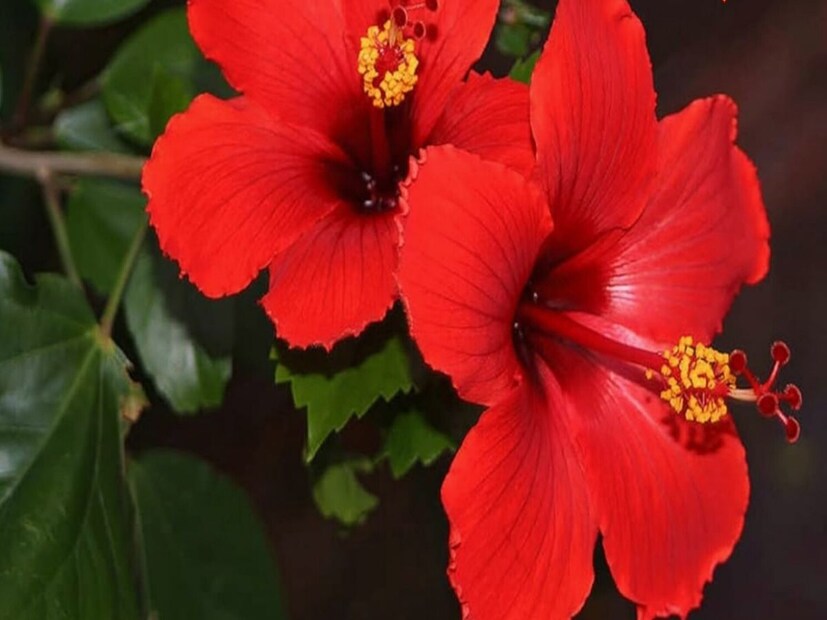 যদি আপনার বাড়ি বা বাগানের জবা গাছটি সবুজ তরতাজা হওয়া সত্ত্বেও ফুল না দেয়, তাহলে এই নিয়ে চিন্তা করা বন্ধ করুন। সহজ কিছু যত্ন এবং একটি বিশেষ কৌশল নিলেই আপনি প্রতিদিন সাজি ভরিয়ে পাবেন লাল জবা। রক্তজবা থেকে ঝুমকোজবা ভরে দেবে গাছ।