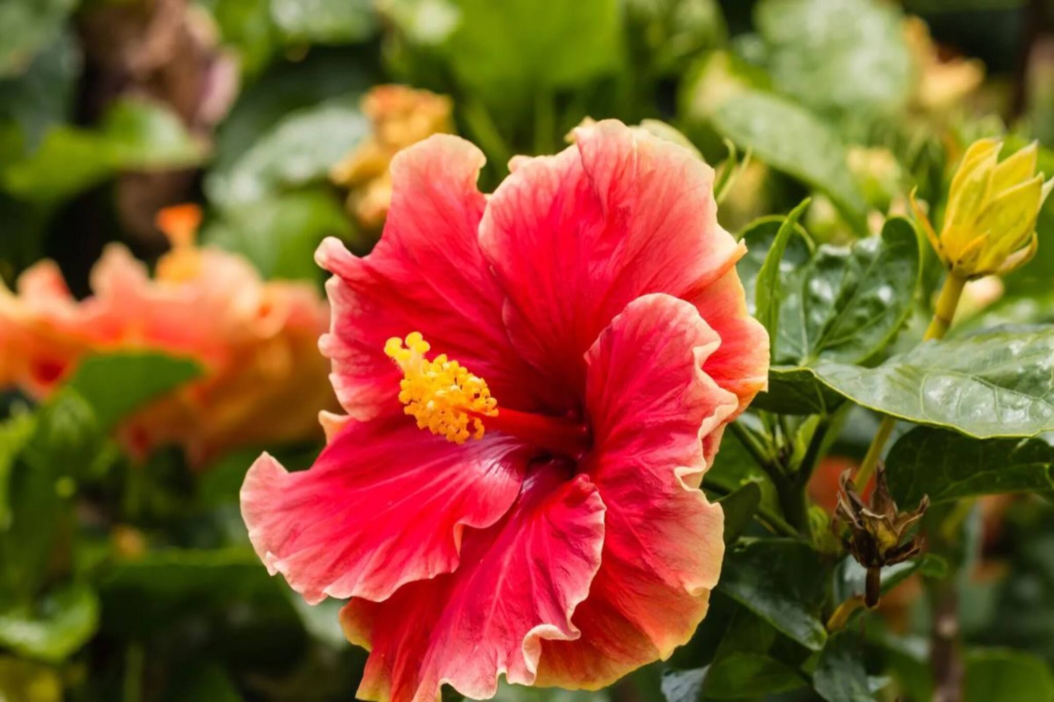 জবা গাছে ফুল ফোটা বন্ধ...? লাল লাল রক্ত জবা, ঝুমকো জবাতে ভরবে গাছ, শিখুন 'বেস্ট' ট্রিক!