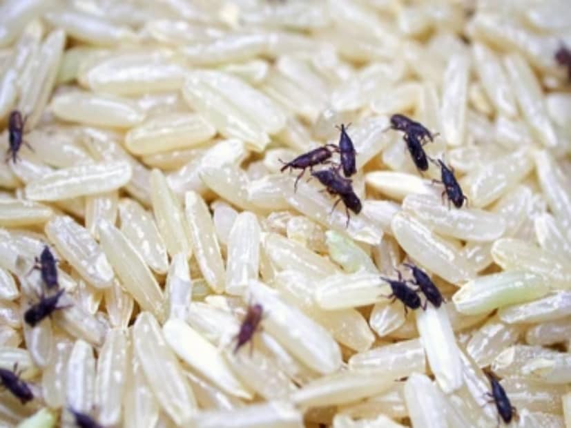 ৬. বুদ্ধির সঙ্গে চাল সংরক্ষণ করুন : সম্ভব হলে ধাতব বা কাচের বয়াম ব্যবহার করুন। প্লাস্টিকের প্যাকেট বা ঢিলেঢালাভাবে ঢাকা বাক্সে বা ড্রামে কখনও চাল-ডালের মতো শস্য সংরক্ষণ করবেন না। শুকনো এবং ভাল ভাবে সিল করা অবস্থায় সংরক্ষণ করতে না পারলে প্রচুর পরিমাণে শস্য কিনে মজুত করবেন না।