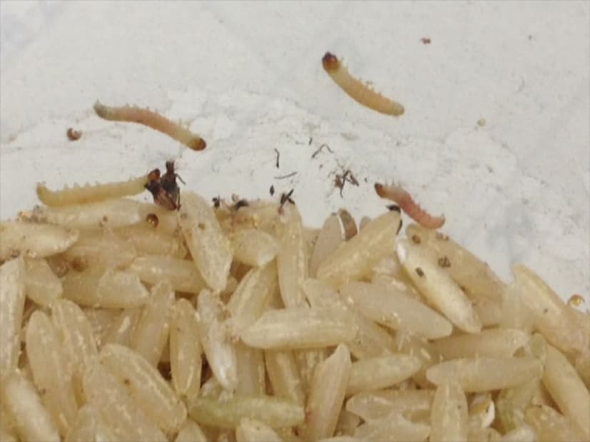 ৩. ফ্রিজ পদ্ধতি (যদি রোদে পোড়ার বিকল্প না থাকে) : আক্রান্ত চাল ৩-৪ দিনের জন্য ফ্রিজে রাখুন। ফ্রিজের শীতলতার সংস্পর্শে এলে দ্রুত পোকার ডিম এবং লার্ভাগুলি তৎক্ষণাৎ মরে যায়।