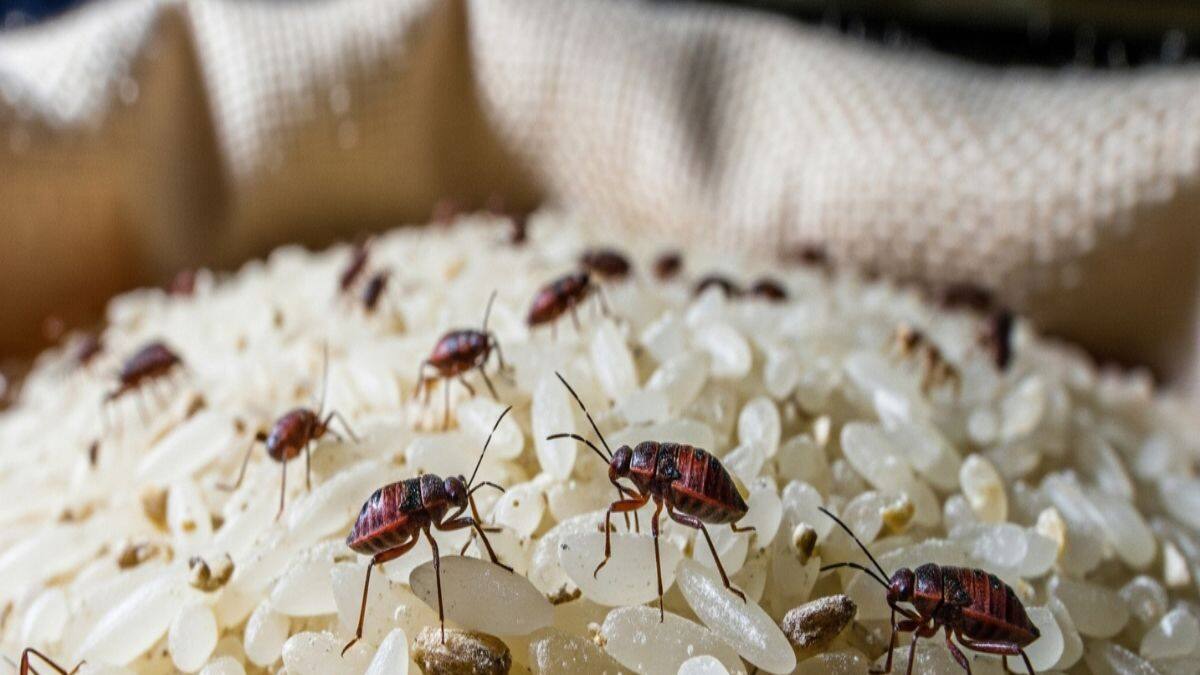 Rice: বছরের পর বছর পোকামাকড় ঘেঁষবে না চালের হাঁড়িতে...! এইভাবে 'স্টোর ...