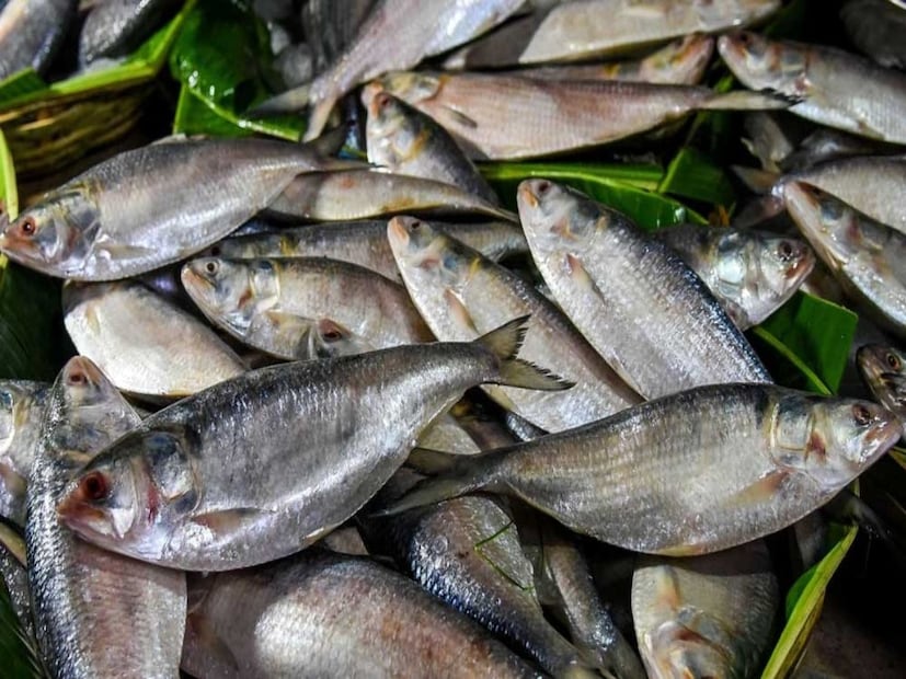 নিয়মিত চর্বিযুক্ত মাছ খাওয়া হৃদরোগ, স্ট্রোক এবং বয়স-জনিত স্নায়বিক কার্যকলাপের ঝুঁকি হ্রাসের সঙ্গেও যুক্ত। স্যামন থেকে শুরু করে সার্ডিন পর্যন্ত, প্রতিটি এই ধরণের চর্বিযুক্ত মাছ শরীরের জন্য অনন্য পুষ্টি সরবরাহ করে যা হৃদপিণ্ড, মস্তিষ্ক এবং স্নায়ুর স্বাস্থ্যকে উন্নত করে।