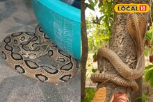 আচমকাই বাড়ছে চন্দ্রবোড়ার উপদ্রব... চিন্তায় সাধারণ মানুষ