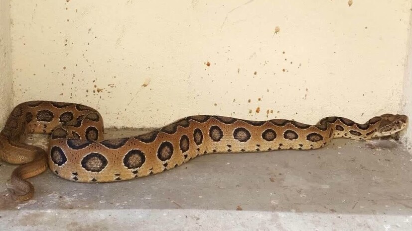 ডাঃ হোসেন জানিয়েছেন, “চন্দ্রবোড়া সাপে কামড়ালেই যে বড় ধরনের বিপদ হবে, এমন নয়। অনেক ক্ষেত্রেই কোনও জটিলতা হয় না। তবে সময়মতো চিকিৎসা নেওয়াই সবচেয়ে গুরুত্বপূর্ণ।” তিনি আরও সতর্ক করেন যে সাপে কামড়ালে কিছু সাধারণ ভুল কখনও করা উচিত নয়।